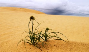Desert flower 1